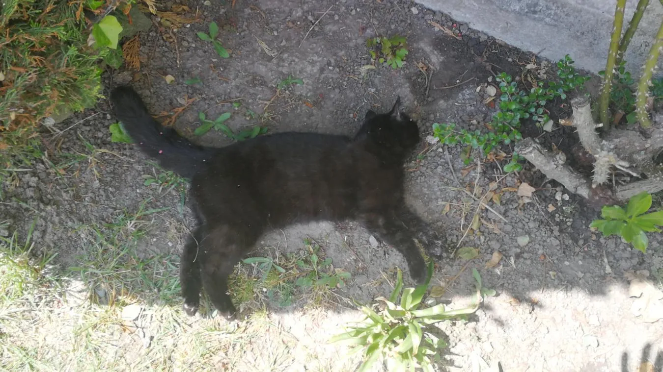 chat mort